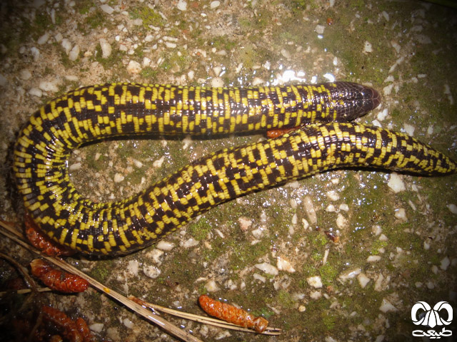 خانواده کرم‌سوسمارهای پوزه کوتاه Trogonophiidae